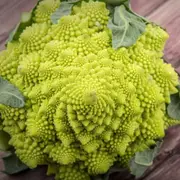 Romanesco Broccoli