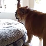 Bulldog being a bully