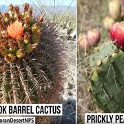 Fishhook Barrel Cactus and Prickly Pear