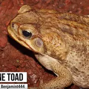 A Cane Toad