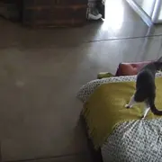 Greyscale the cat and Chazz the puppy
