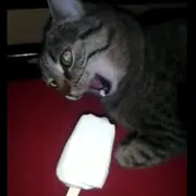 Cat with brain freeze