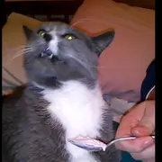 Cat with brain freeze