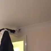 Cat stuck on top of a door