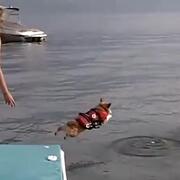 Corgi jumping from dock