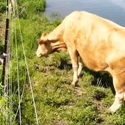 A cow and a man
