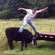 Man jumping on a cow's back