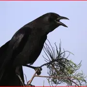 crow