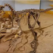 Illustration of Deinonychus skeleton