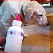 Denver the Guilty Dog