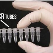 Polymerase Chain Reaction (PCR) Tubes