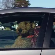 Dog sitting in a car