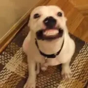 Dog Smiling
