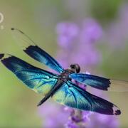 A blue dragonfly