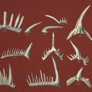 Conodont fossils