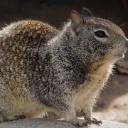 California Ground Squirrel