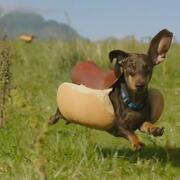 Wiener dog running