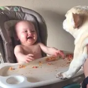 Baby laughing at bulldog