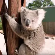 Baby koala, Imogen