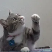 Cat with left paw raised
