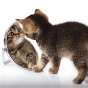 Kitten looking into a mirror