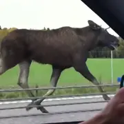 Moose on the loose