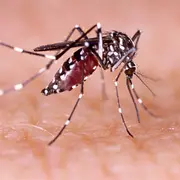 Mosquito