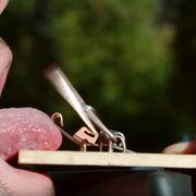 Tongue in mousetrap