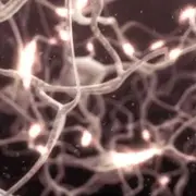 Illustration of neurons