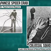 Strange ocean creatures