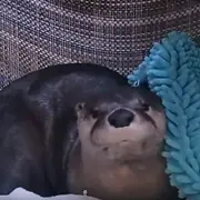 Ryer, a North American River Otter