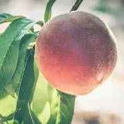 Peach on the tree