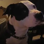 Pitbull dog