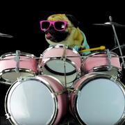 Pug puppy playing drums