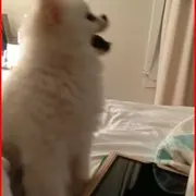 puppy sneezing