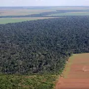 Photo of rainforest