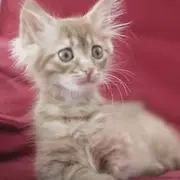 Sad looking kitten