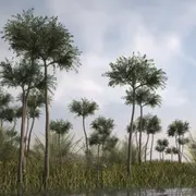 Illustration of Scale Trees