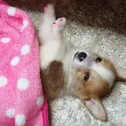Sleepy Puppy