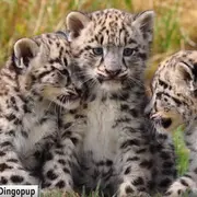 Snow Leopards