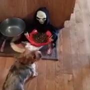 Spooky Dog Dish