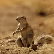Squirrel