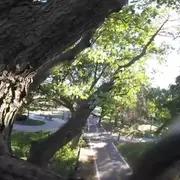 View from a treetop