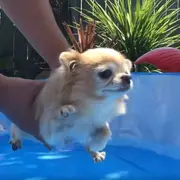 Small dog being held over water