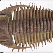 A trilobite