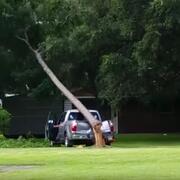 Truck being smashed by a tree