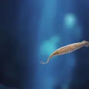 Tullimonstrum Aka. Tully Monster Illustration