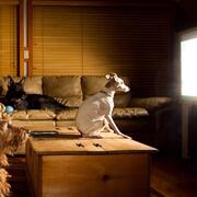 Dogs watching TV