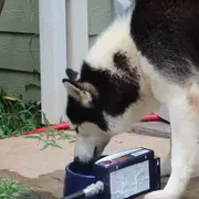 Dog drinking from water bowl