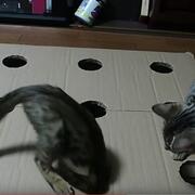 Cats playing in a cardboard box